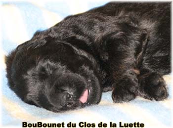 CHIOT BOUVIER DES FLANDRES SITE WEB ELEVAGE DU CLOS DE LA LUETTE SPECIALISE POUR LE BOUVIER DES FLANDRES &copy;